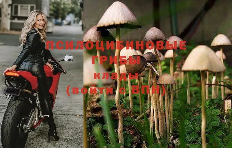 Псилоцибиновые грибы Cubensis  Верхнеуральск 